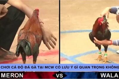 MCW – Và Những Câu Hỏi Liên Quan Về Đá Gà Trực Tiếp