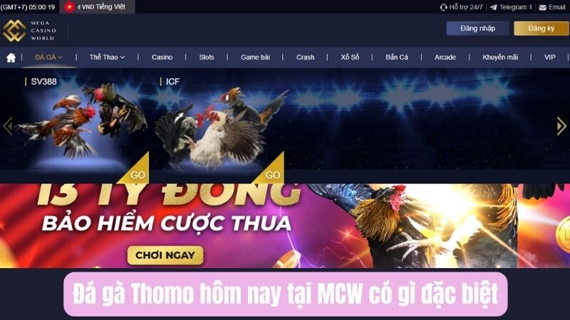 Đá gà Thomo hôm nay tại MCW có gì đặc biệt