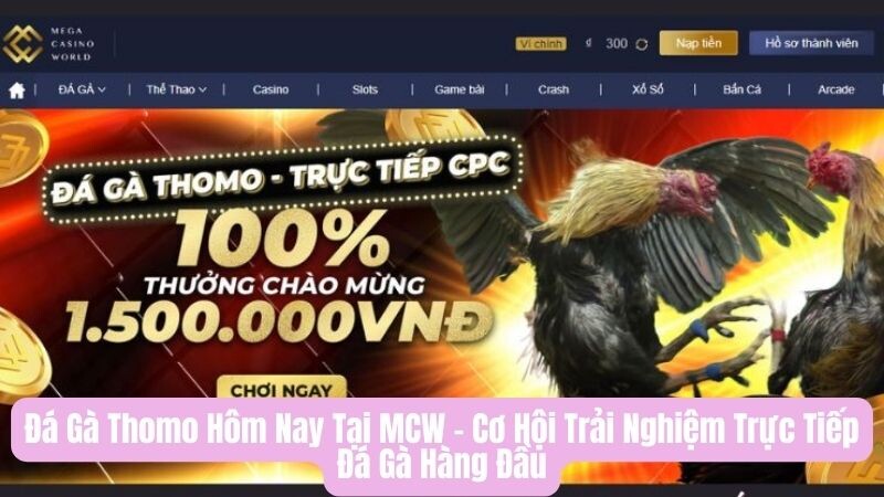 Đôi nét về đá gà Thomo hôm nay