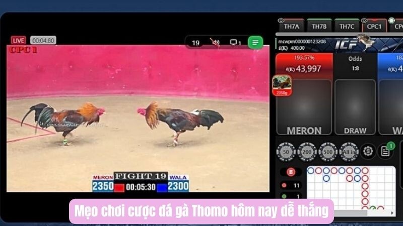 Mẹo chơi cược đá gà Thomo hôm nay dễ thắng